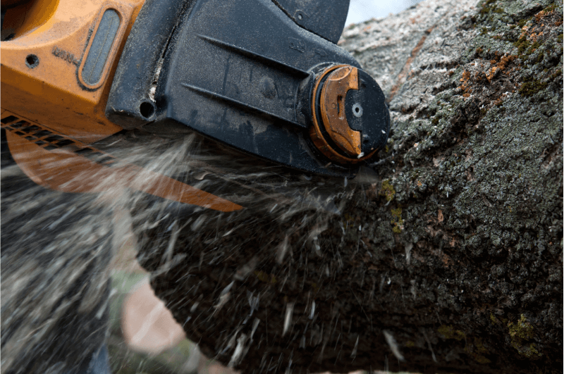 cutting tree with saw