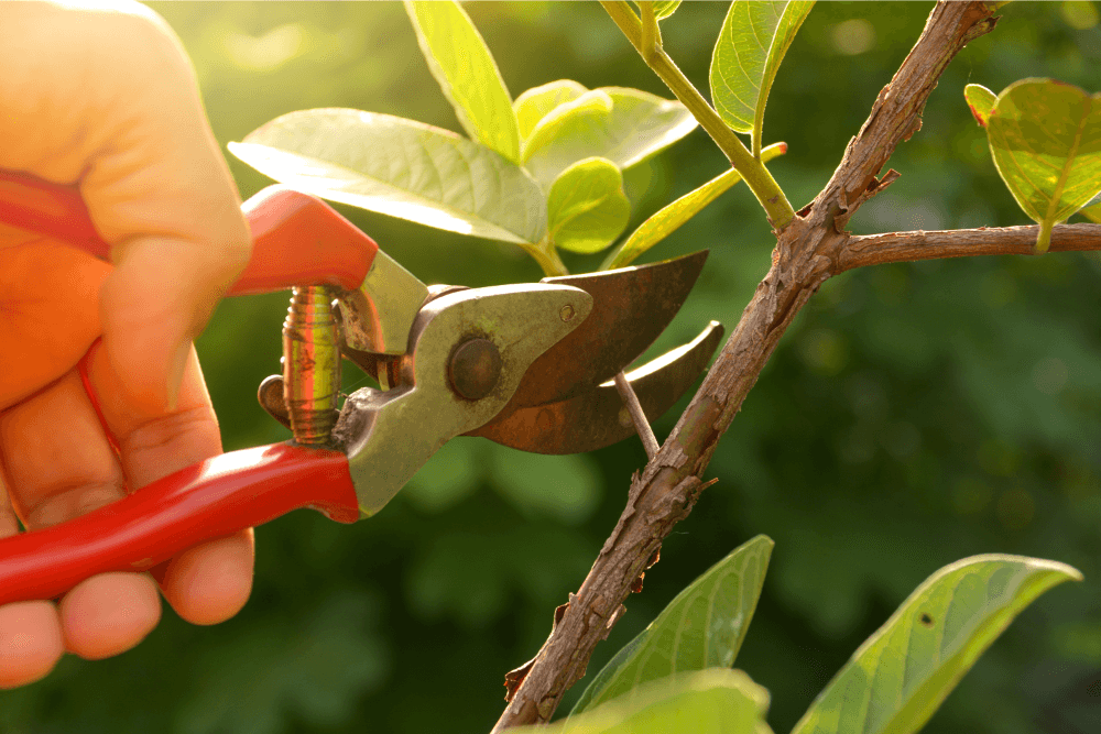 Trimming a small brach