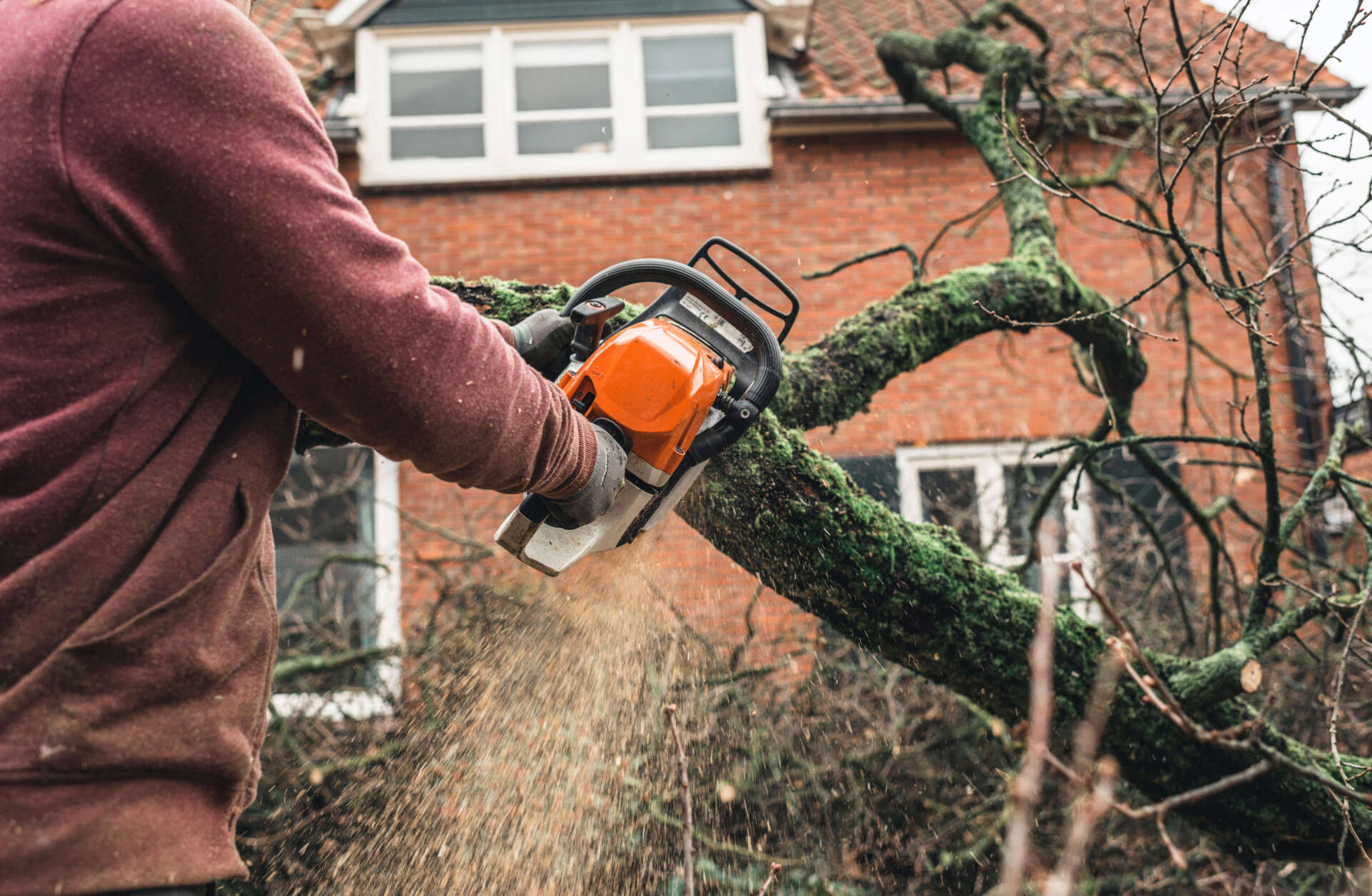 Person cutting tree bracnhes
