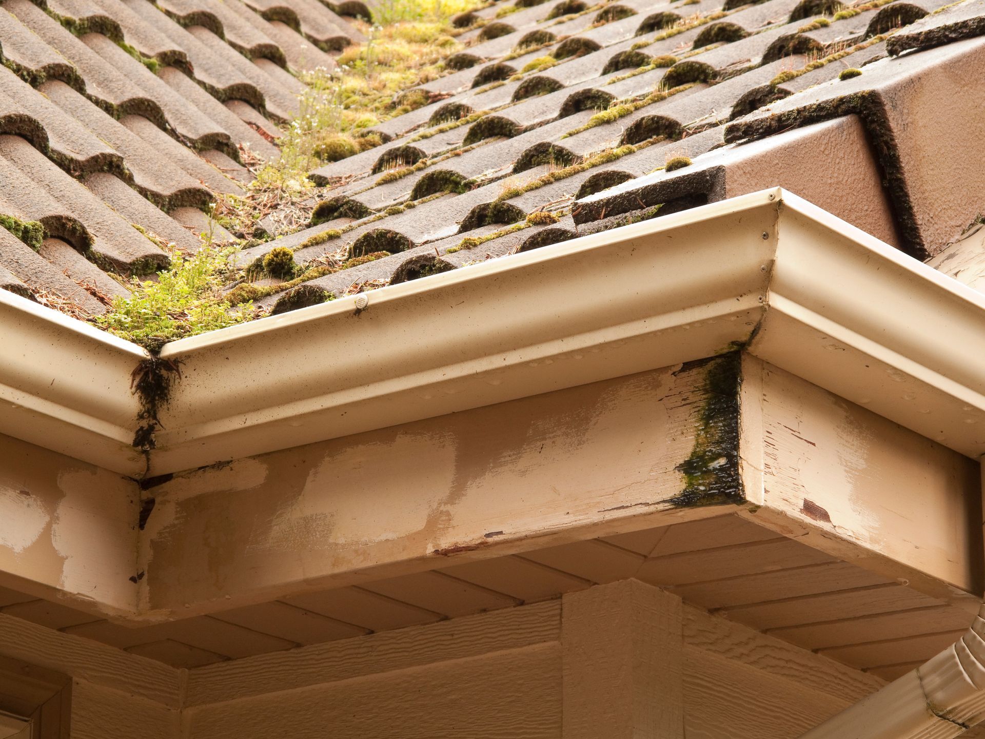 A close up of a gutter on a roof with moss growing on it.