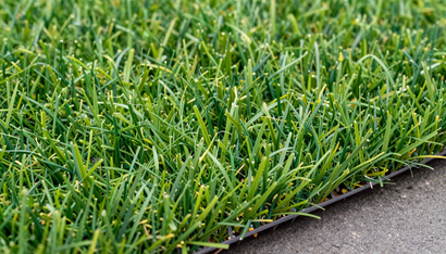Close-up of premium Artificial Grass in Kent, WA highlighting realistic turf fibers and durable synthetic blades.