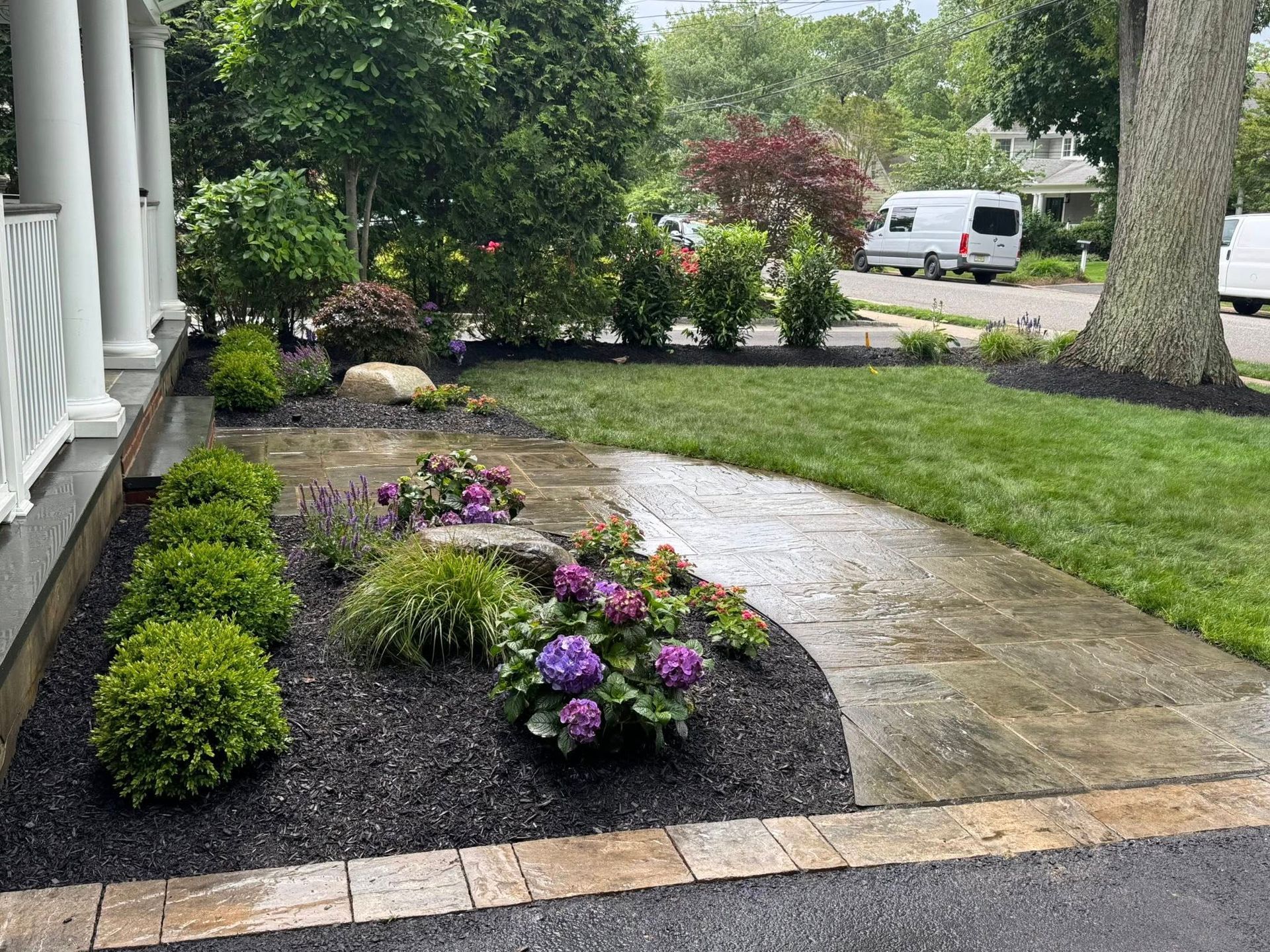 Landscaped front yard with new walkway, green grass, black mulch, and blooming purple hydrangeas.