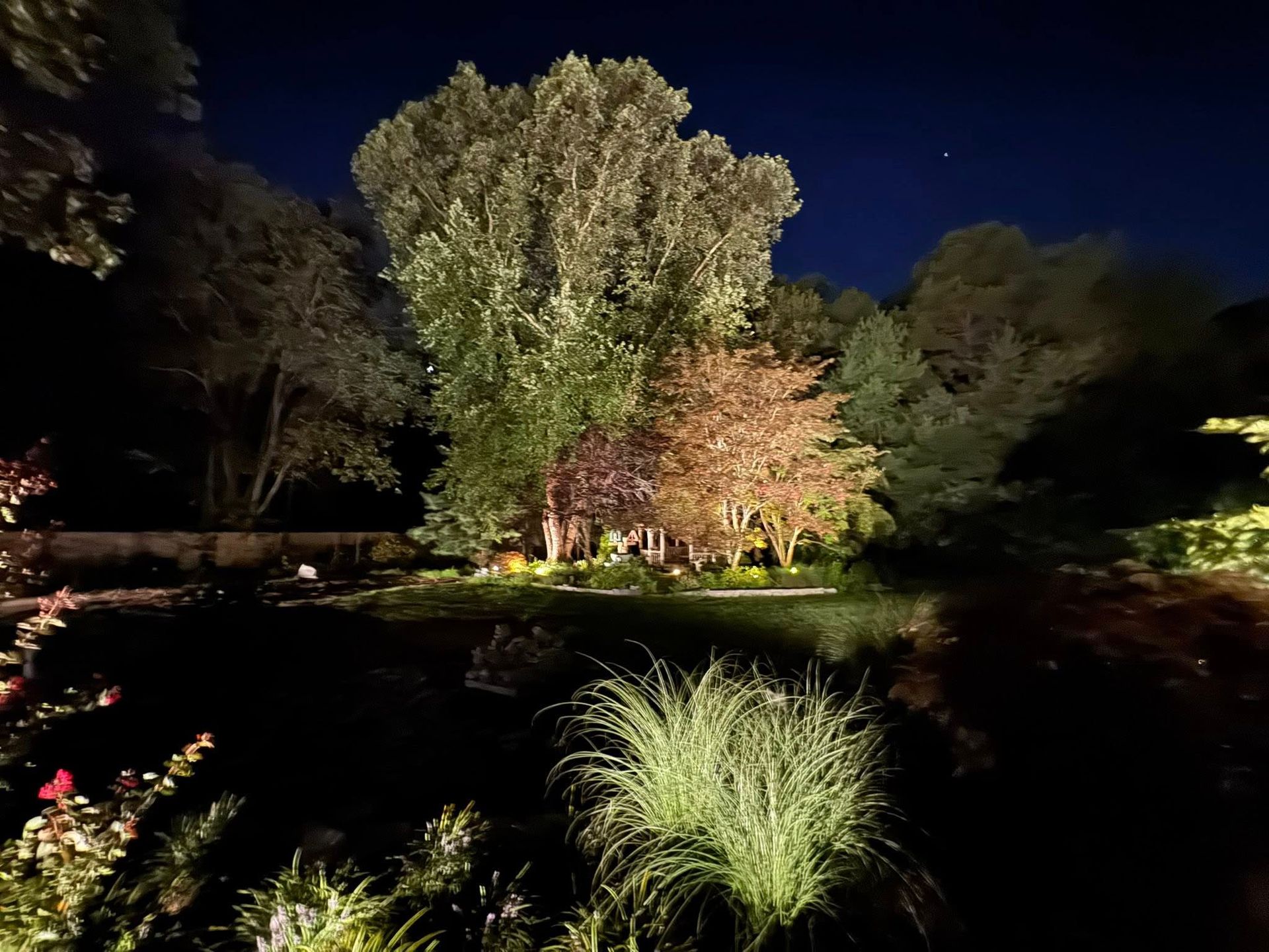 Trees illuminated at night, various colors. Grass in foreground, dark sky.
