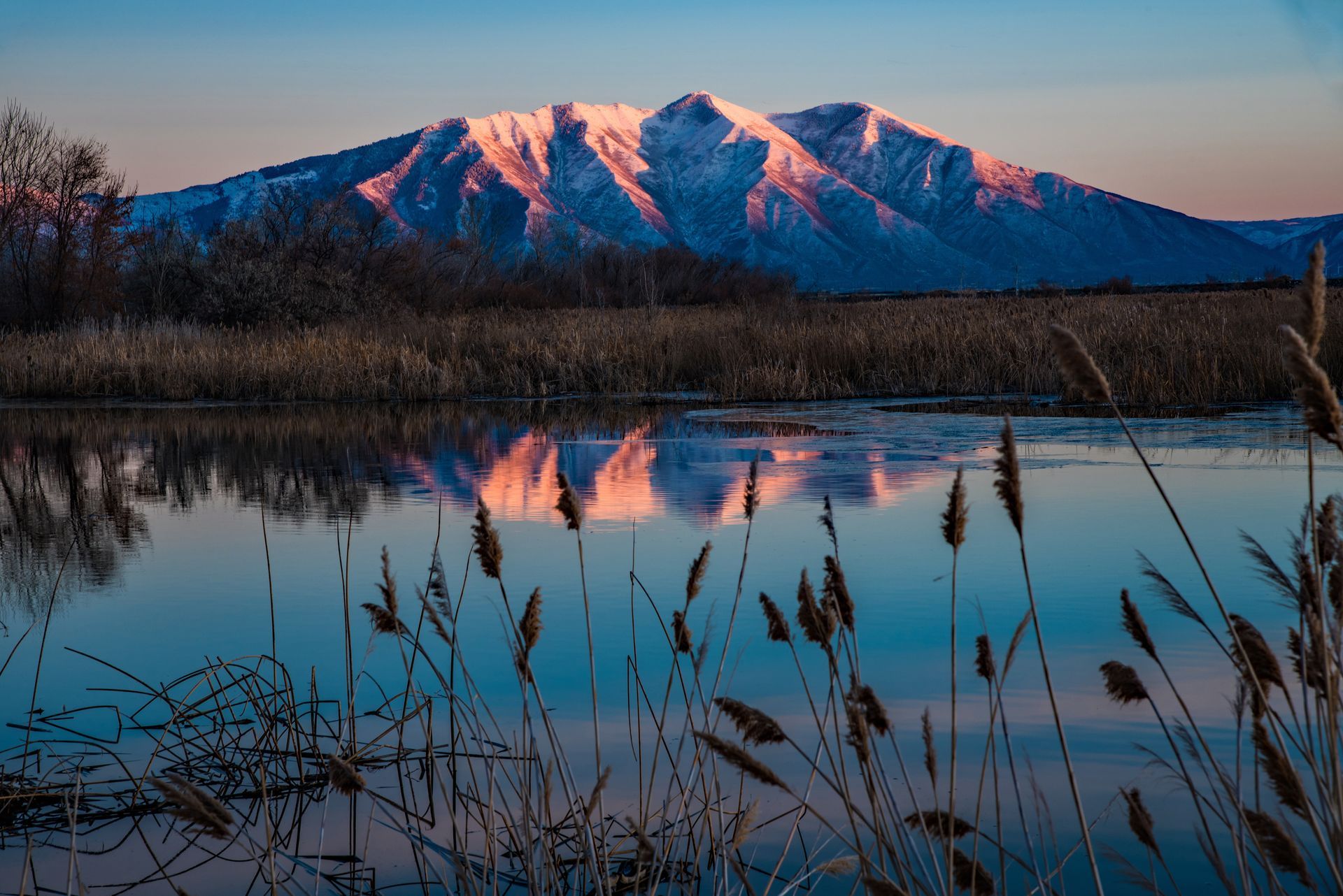 Snowy mountain at sunset reflected in a calm lake with reeds in the foreground