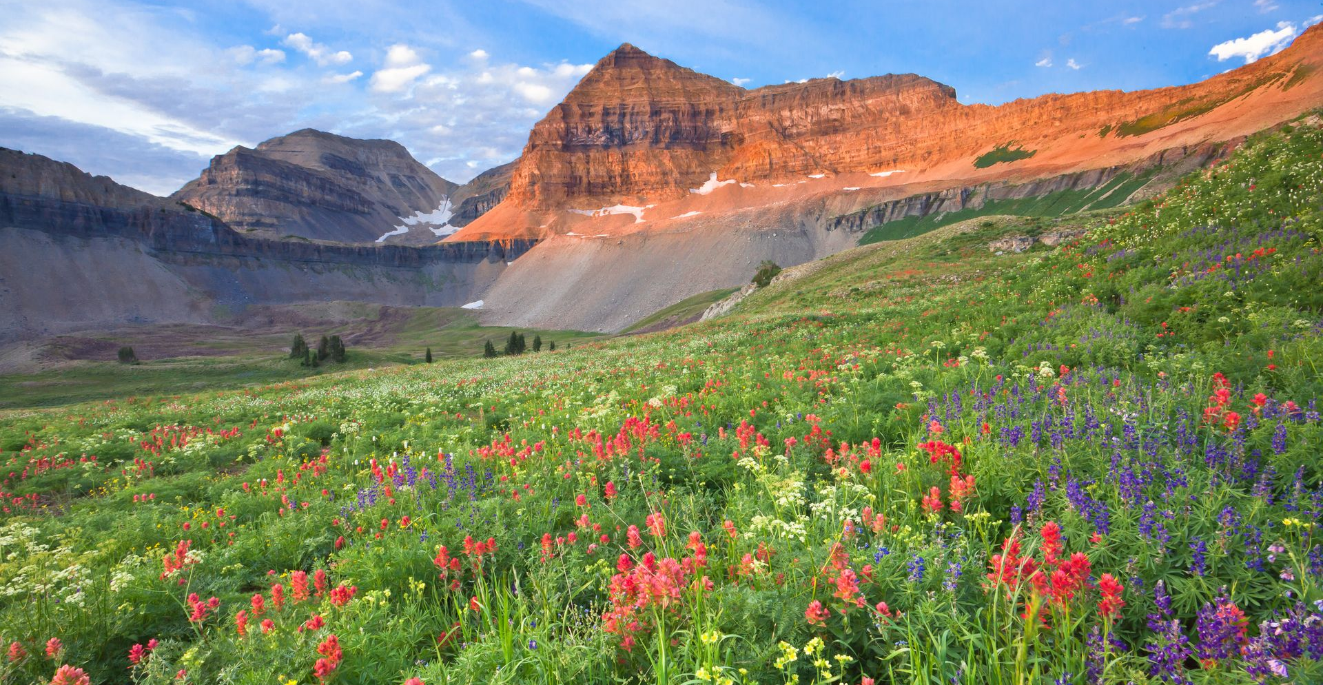 Wildflower meadow before red cliffs and snowy mountains under a blue sky