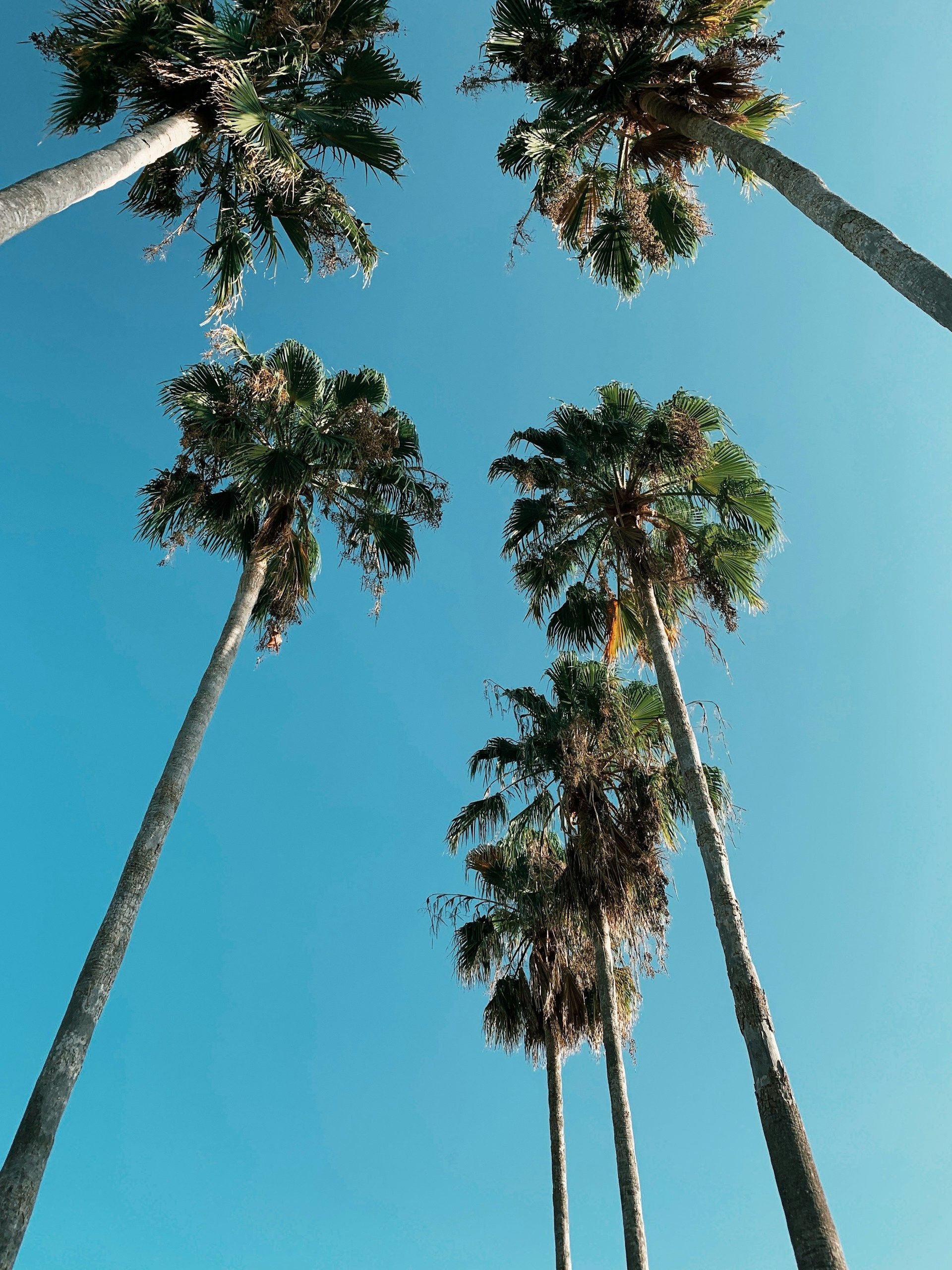 Tall palm trees against a bright blue sky.