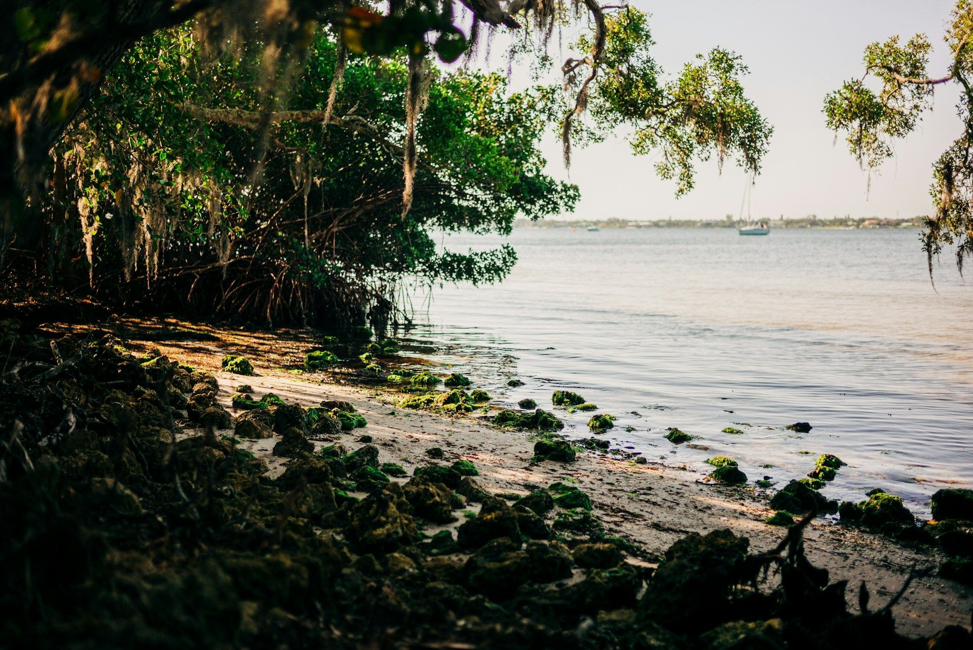 Shoreline with trees, sandy beach, and calm water under a bright sky.