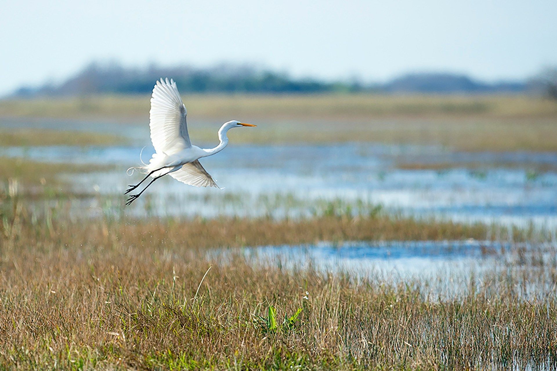 White egret in flight over a marshy wetland with blue water and brown grasses.