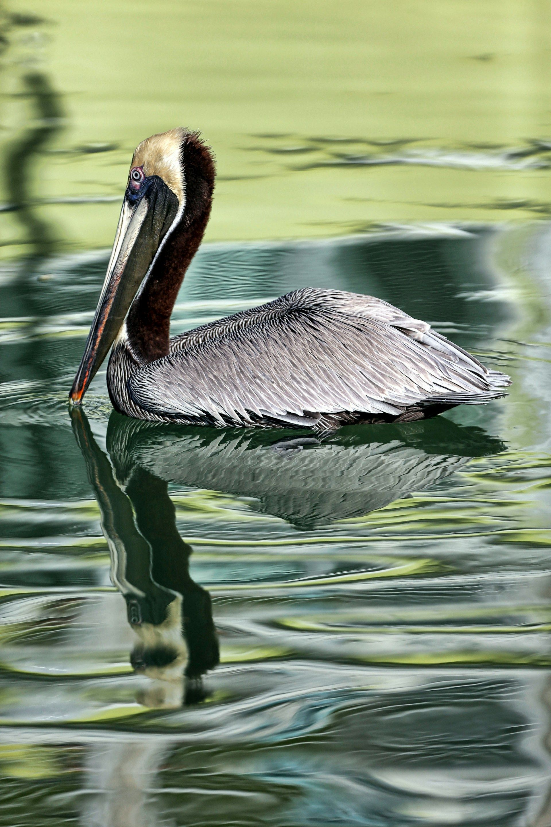 Pelican with brown and gray feathers floats in water with a reflection.