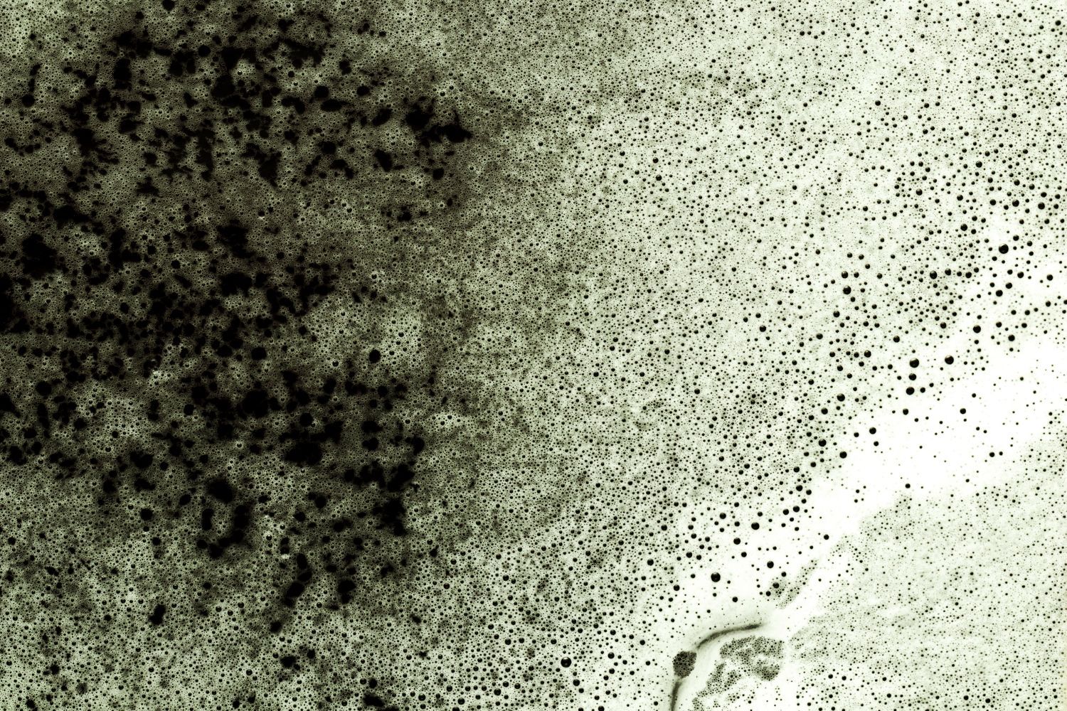 MOLD REMOVAL AND REMEDIATION SERVICES