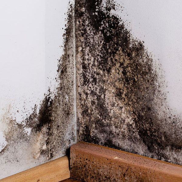 mold odor