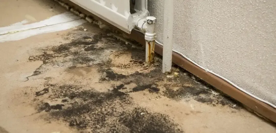 moldy carpeting