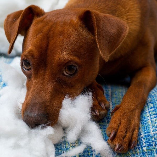 pet odor