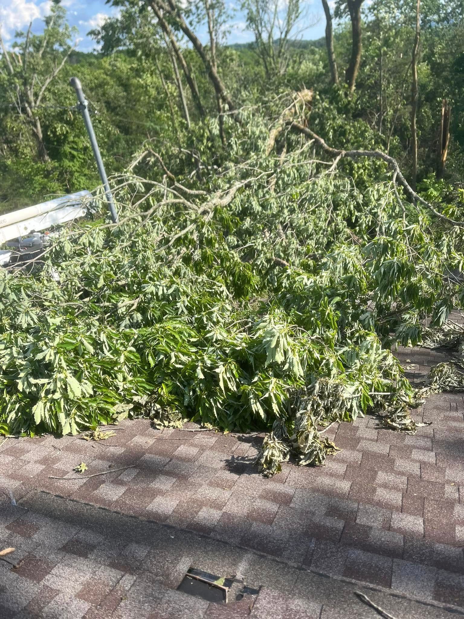 Large fallen tree and branches covering a brick patio beside a white fence in a sunny yard
