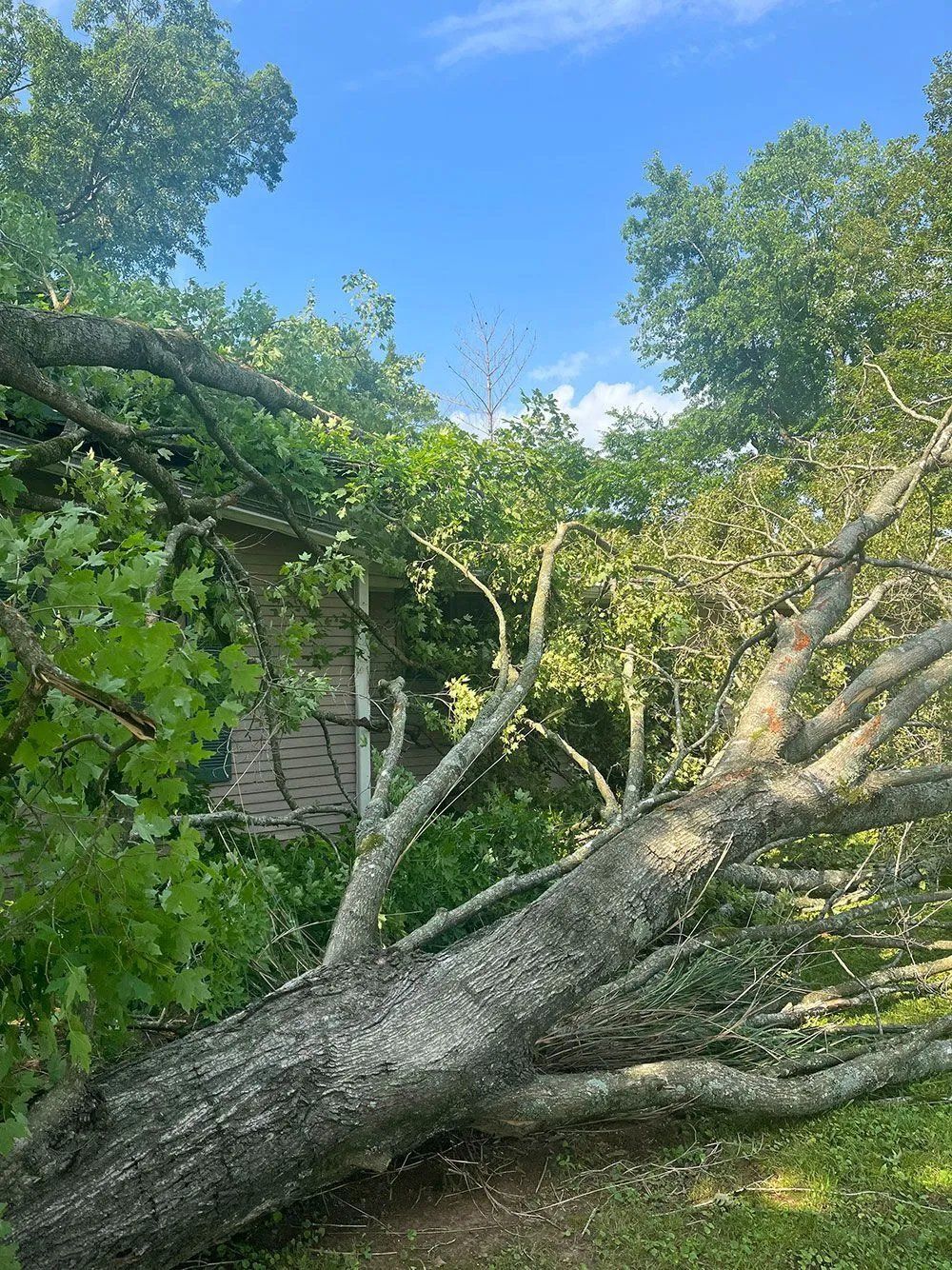 Fallen tree limb blocking a yard beside a house, with green leaves and blue sky overhead
