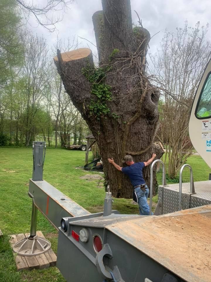 Tree crew worker stands beside a large pruned tree trunk near a utility truck in a park