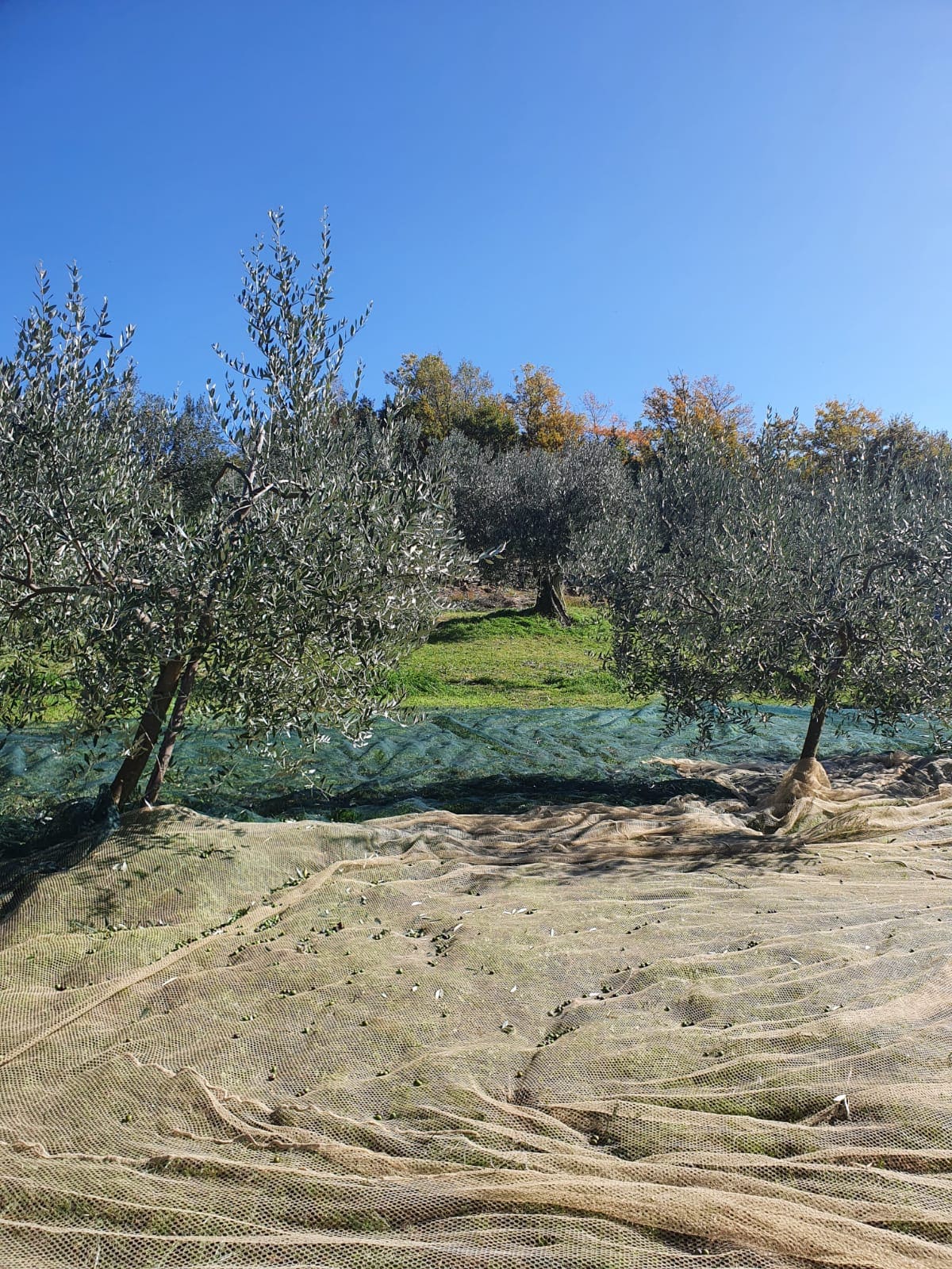 olive harvesting
