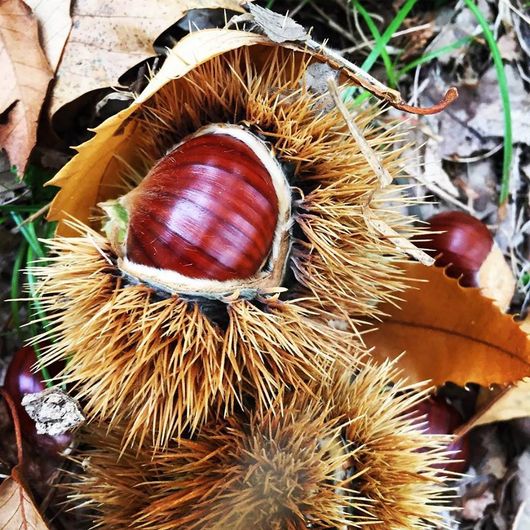 castagne