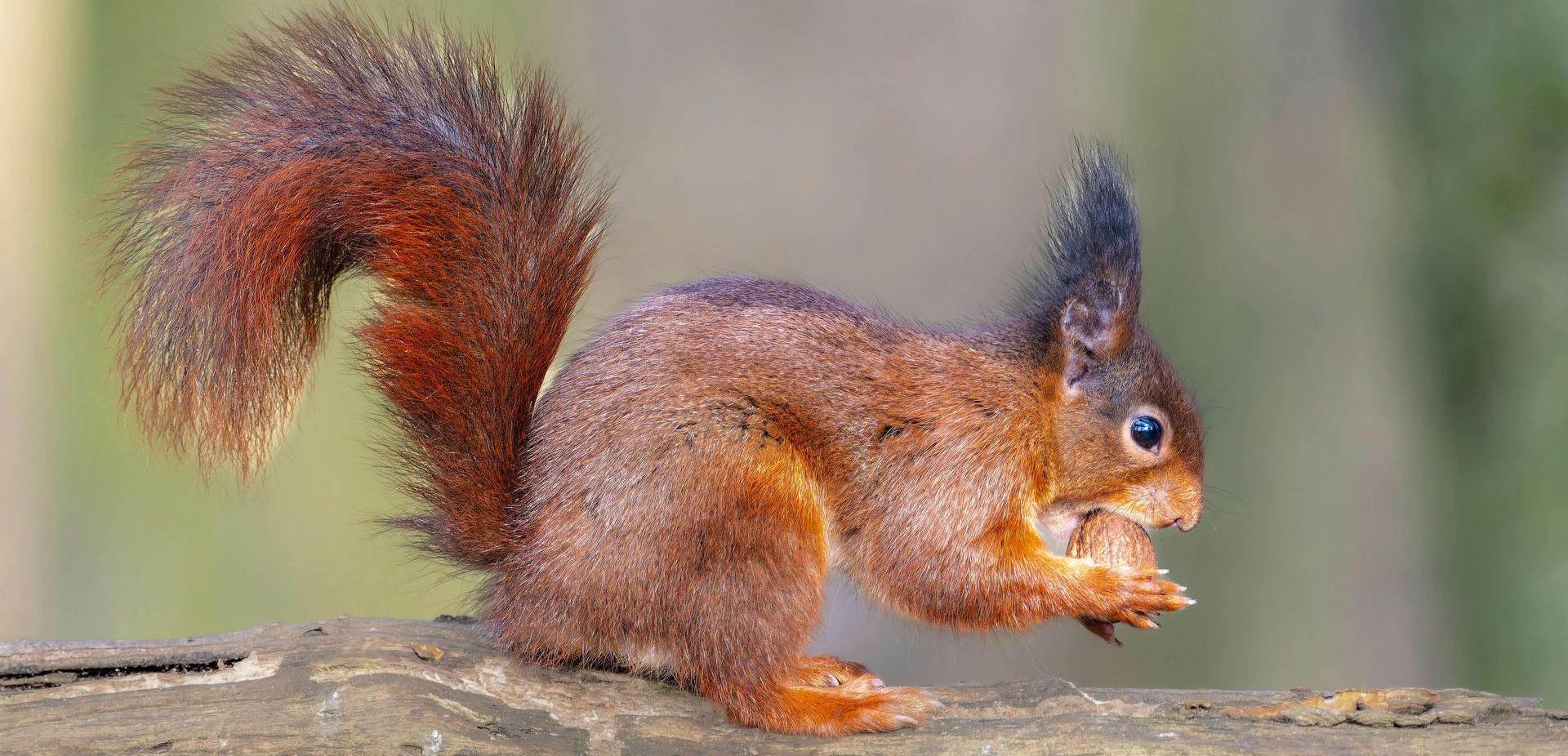 Does Roof Rejuvenation Attract Squirrels