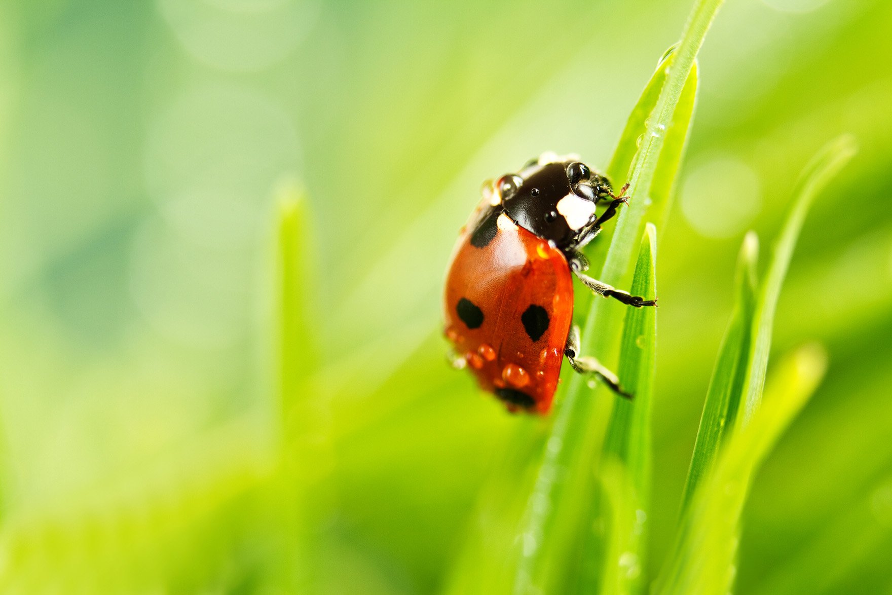 Residential Pest Control Services Guntersville, AL