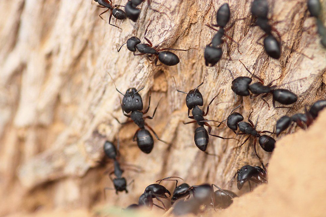 Ants — Guntersville, AL — Bug Doctor