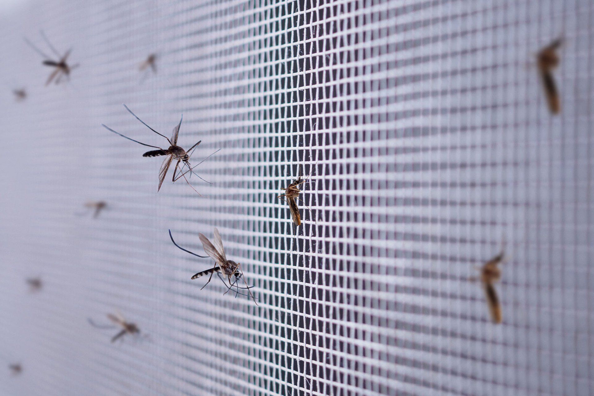 Mosquitoes in house window — Guntersville, AL — Bug Doctor