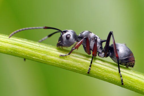 Silver ant on stem — Guntersville, AL — Bug Doctor