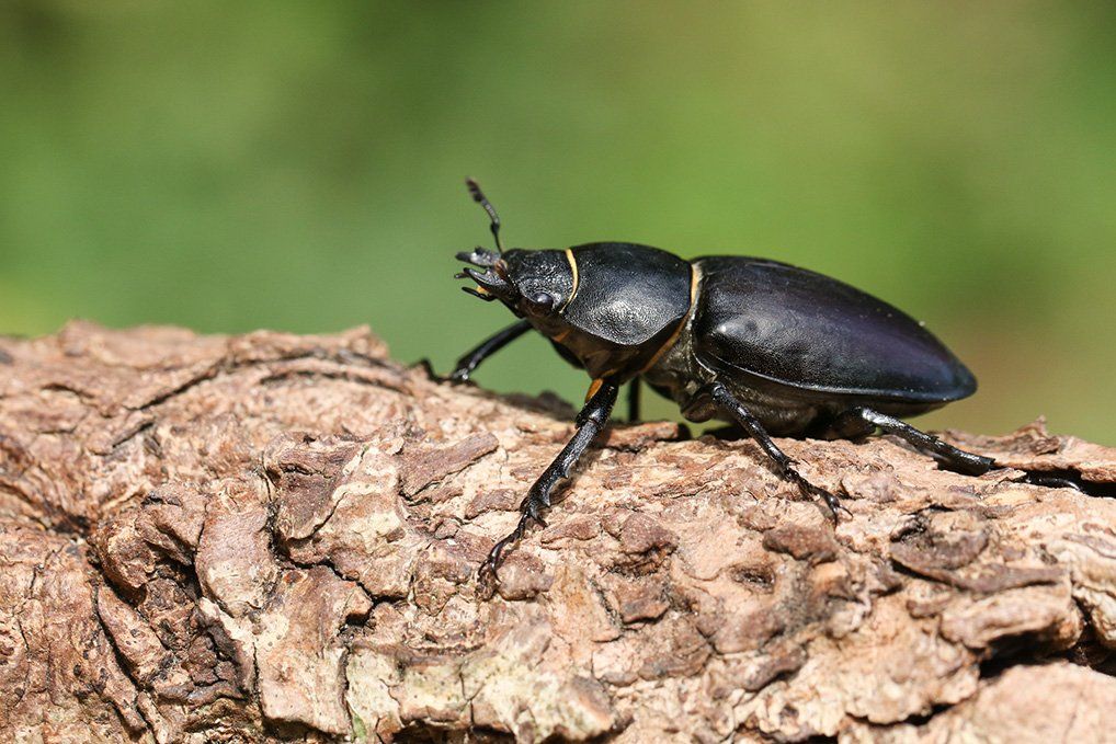A magnificent rare female stag beetle — Guntersville, AL — Bug Doctor