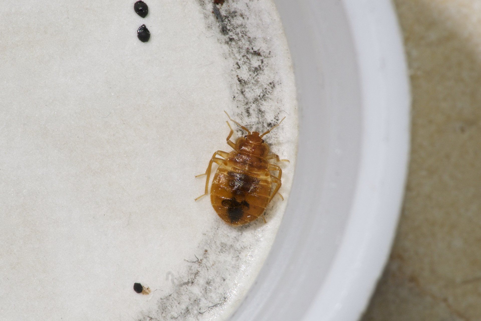 Cockroach bug in house — Guntersville, AL — Bug Doctor