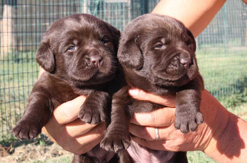 Allevamento Enci FCI Labrador biondi, neri, cioccolato in provincia di Pavia