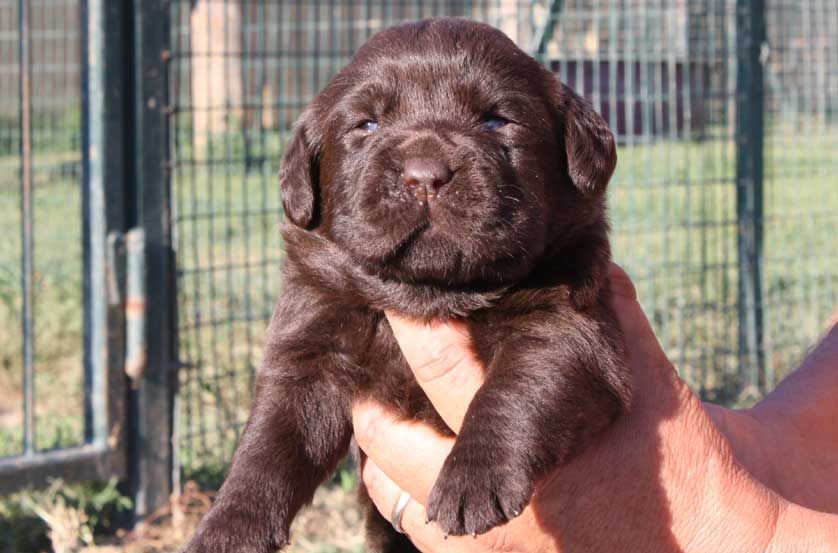 Allevamento Enci FCI Labrador biondi, neri, cioccolato in provincia di Pavia