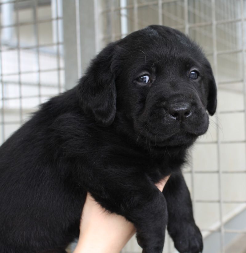 Allevamento Enci FCI Labrador biondi, neri, cioccolato in provincia di Pavia