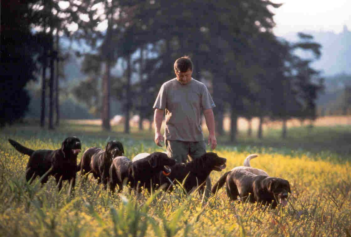 Allevamento Enci FCI Labrador biondi, neri, cioccolato in provincia di Pavia