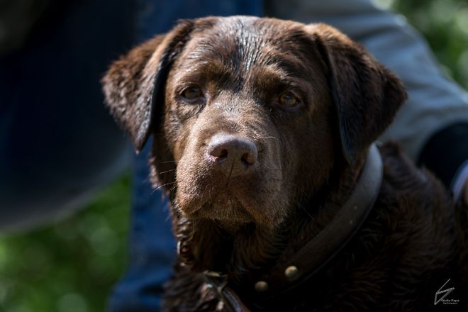 Allevamento Enci FCI Labrador in provincia di Pavia - I Labrador di Casa Paraporti