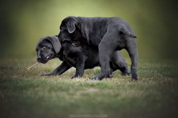 Allevamento Enci FCI Labrador biondi, neri, cioccolato in provincia di Pavia