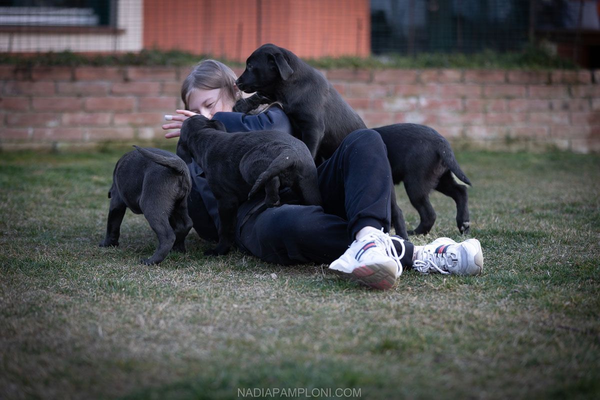 Allevamento Enci FCI Labrador biondi, neri, cioccolato in provincia di Pavia