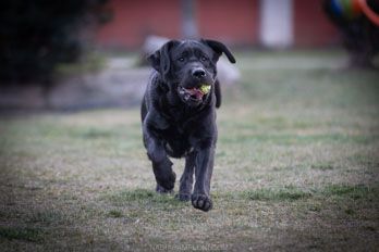 Allevamento Enci FCI Labrador biondi, neri, cioccolato in provincia di Pavia