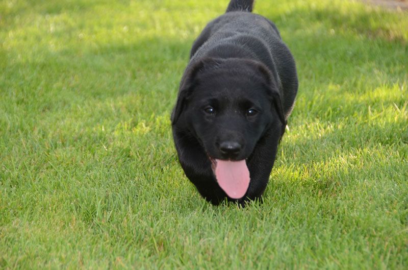 Allevamento Enci FCI Labrador biondi, neri, cioccolato in provincia di Pavia