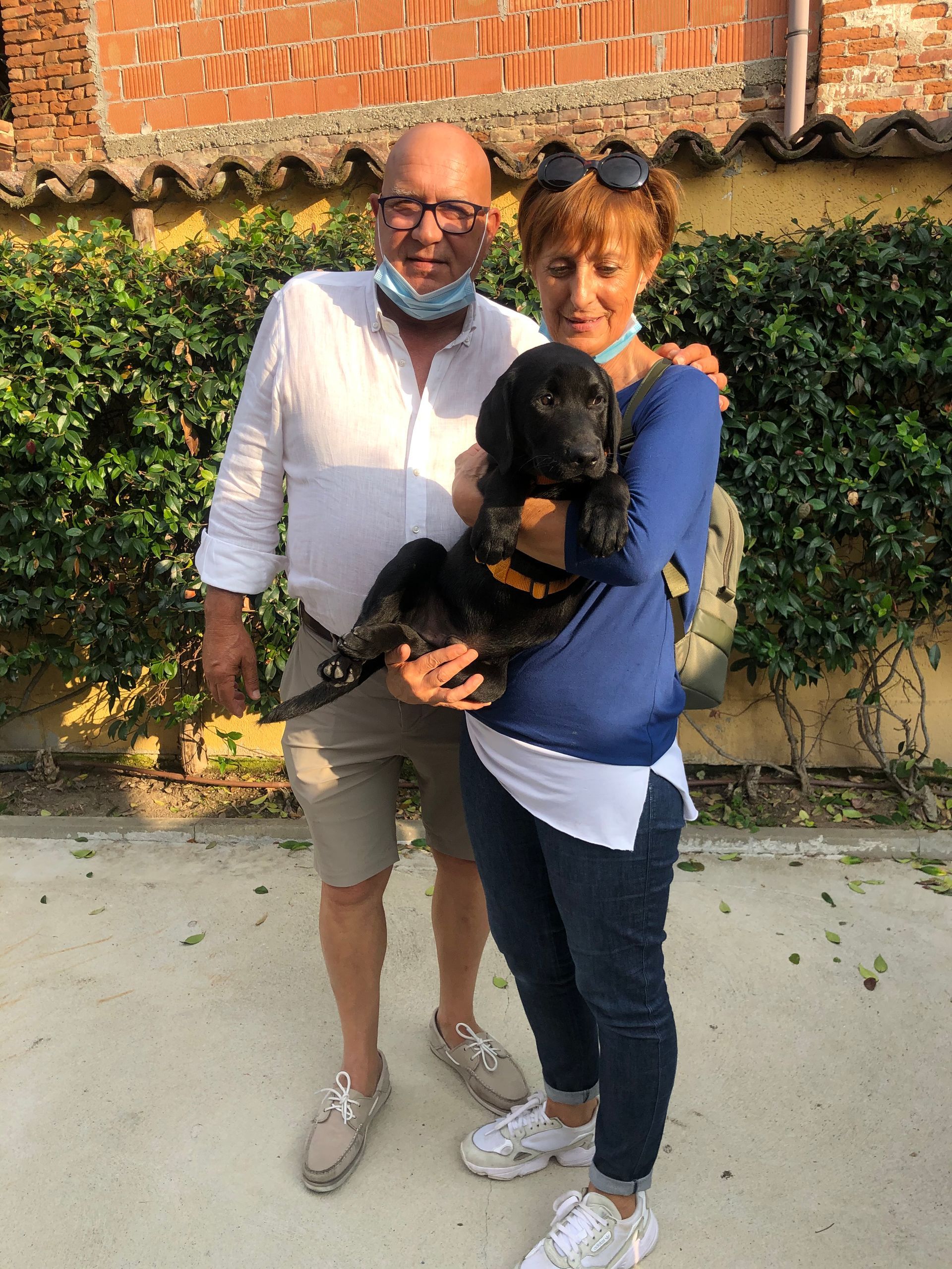 Allevamento Enci FCI Labrador in provincia di Pavia - I Labrador di Casa Paraporti - Consegna cuccioli