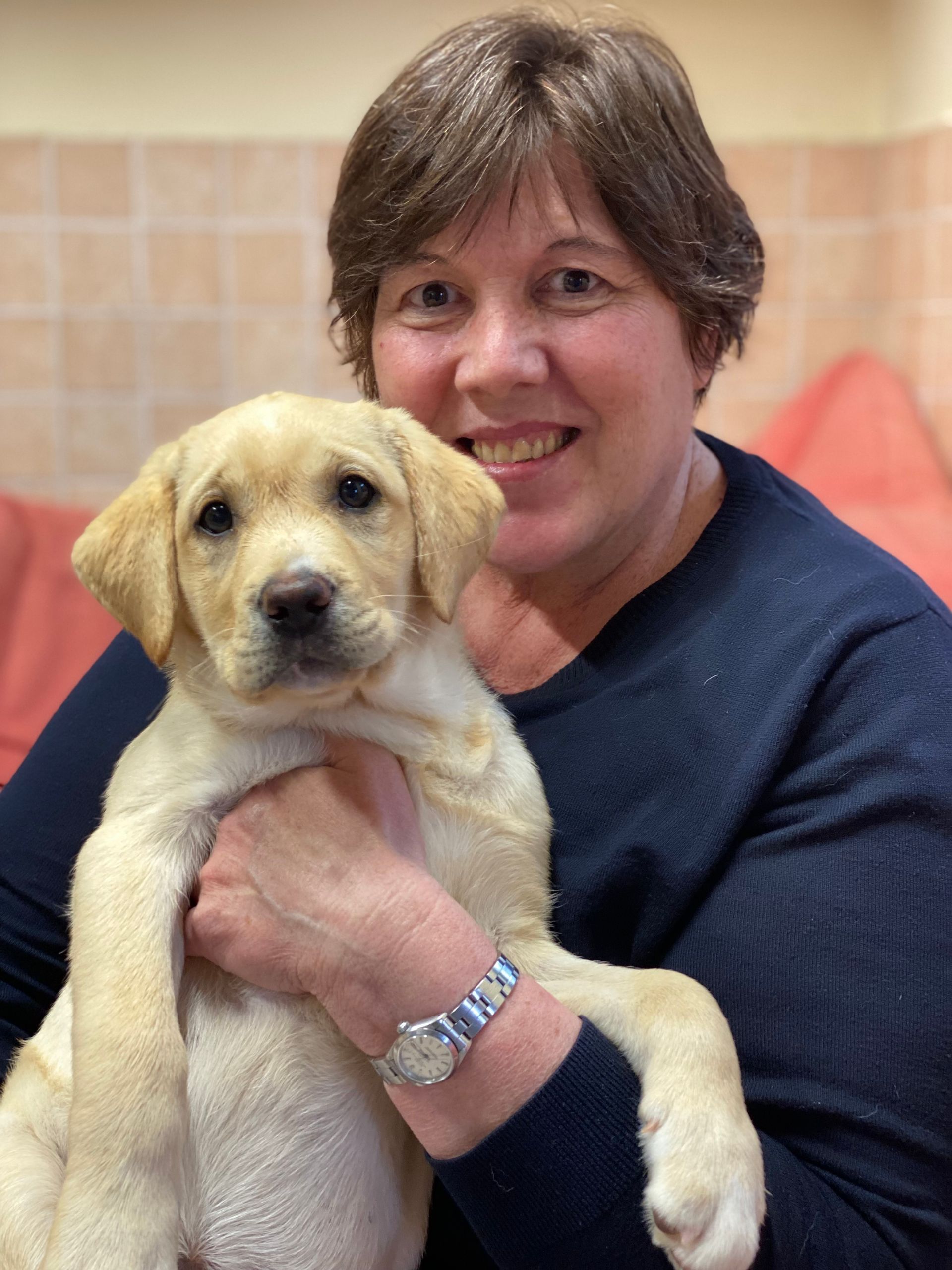 Allevamento Enci FCI Labrador in provincia di Pavia - I Labrador di Casa Paraporti - Consegna cuccioli
