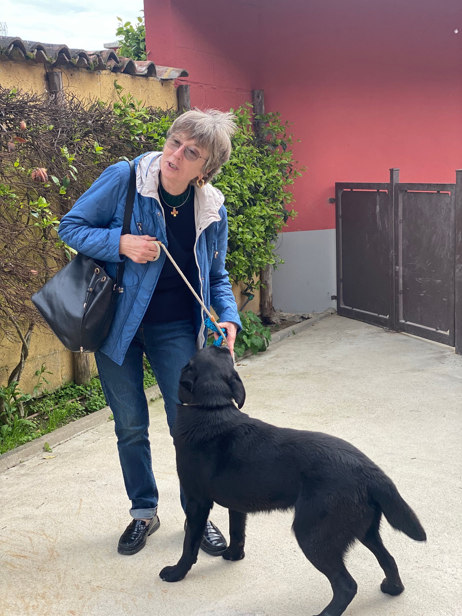 Allevamento Enci FCI Labrador in provincia di Pavia - I Labrador di Casa Paraporti - Consegna cuccioli