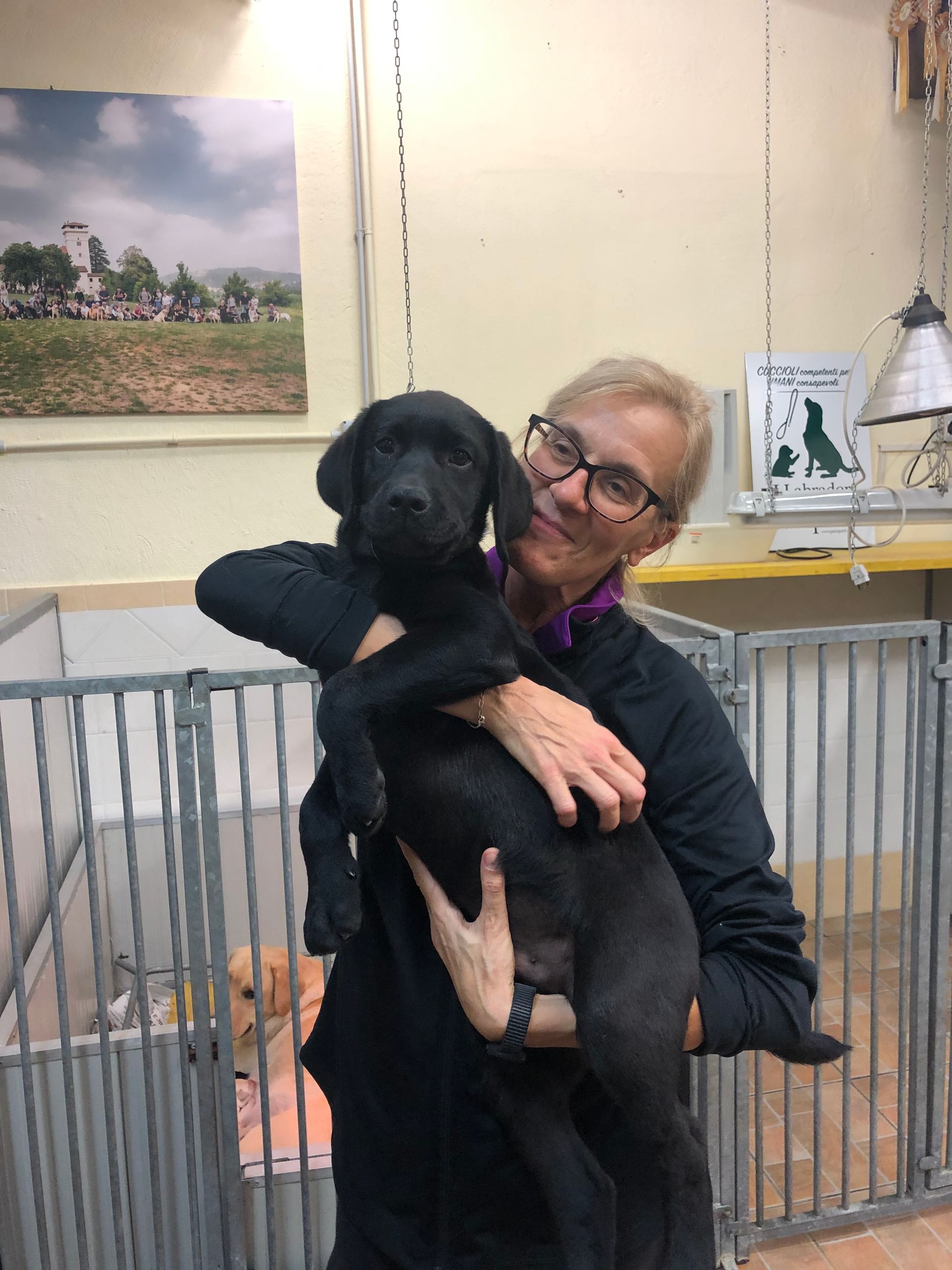Allevamento Enci FCI Labrador in provincia di Pavia - I Labrador di Casa Paraporti - Consegna cuccioli