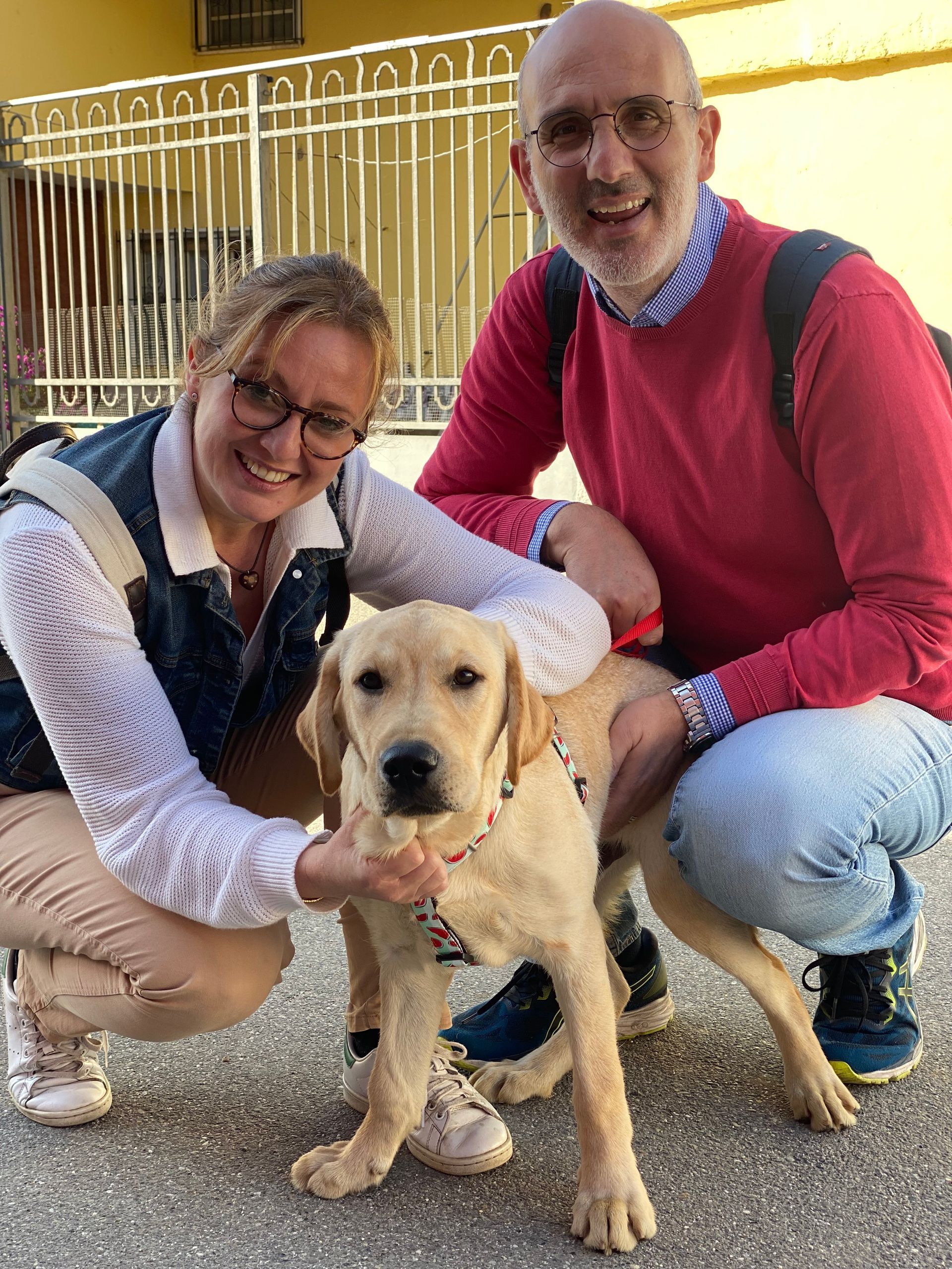 Allevamento Enci FCI Labrador in provincia di Pavia - I Labrador di Casa Paraporti - Consegna cuccioli