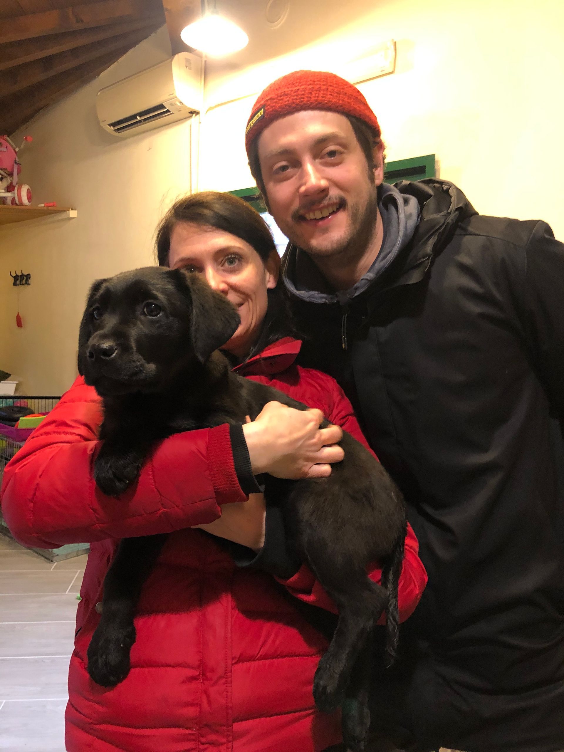 Allevamento Enci FCI Labrador in provincia di Pavia - I Labrador di Casa Paraporti - Consegna cuccioli