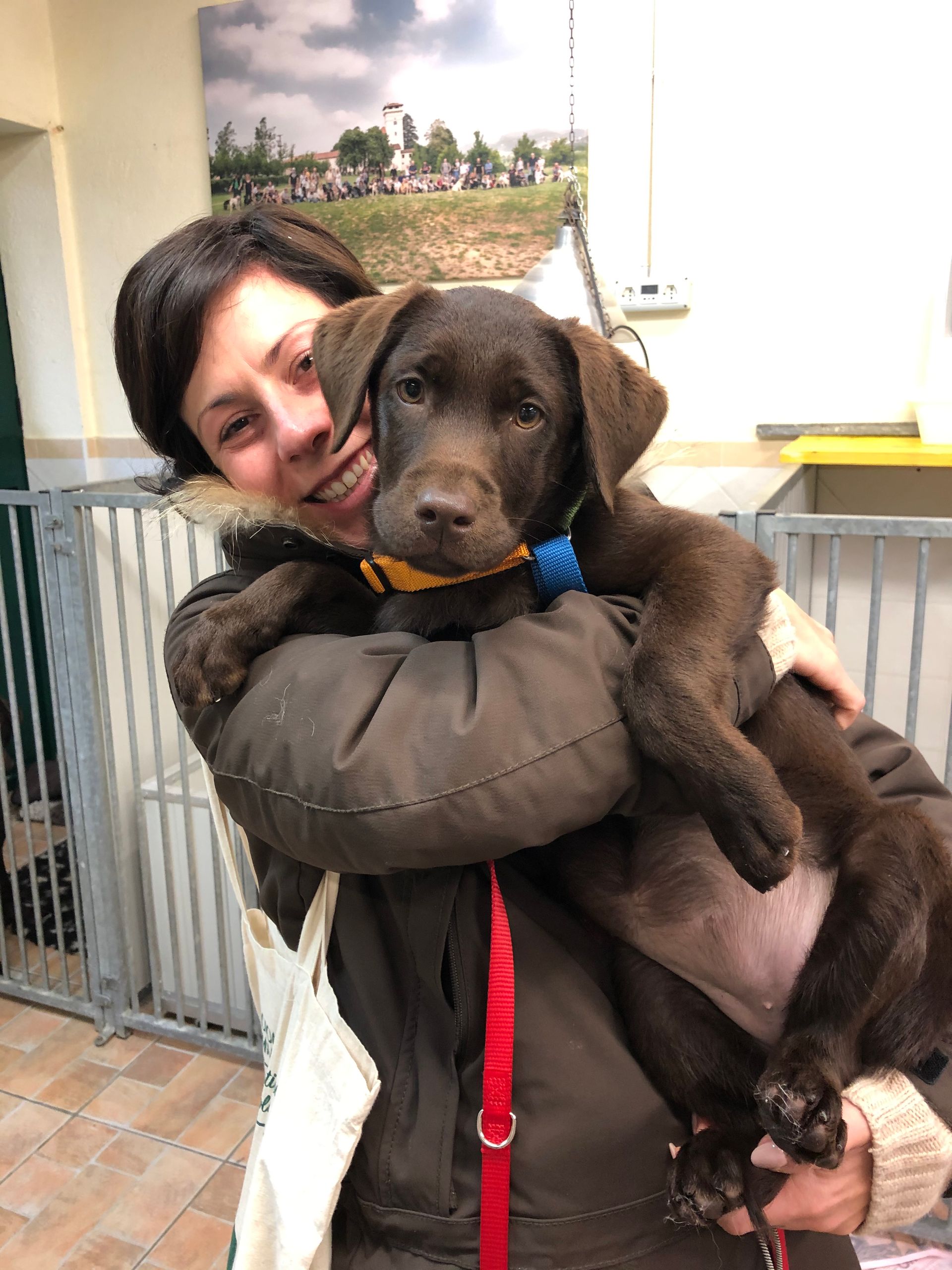 Allevamento Enci FCI Labrador in provincia di Pavia - I Labrador di Casa Paraporti - Consegna cuccioli