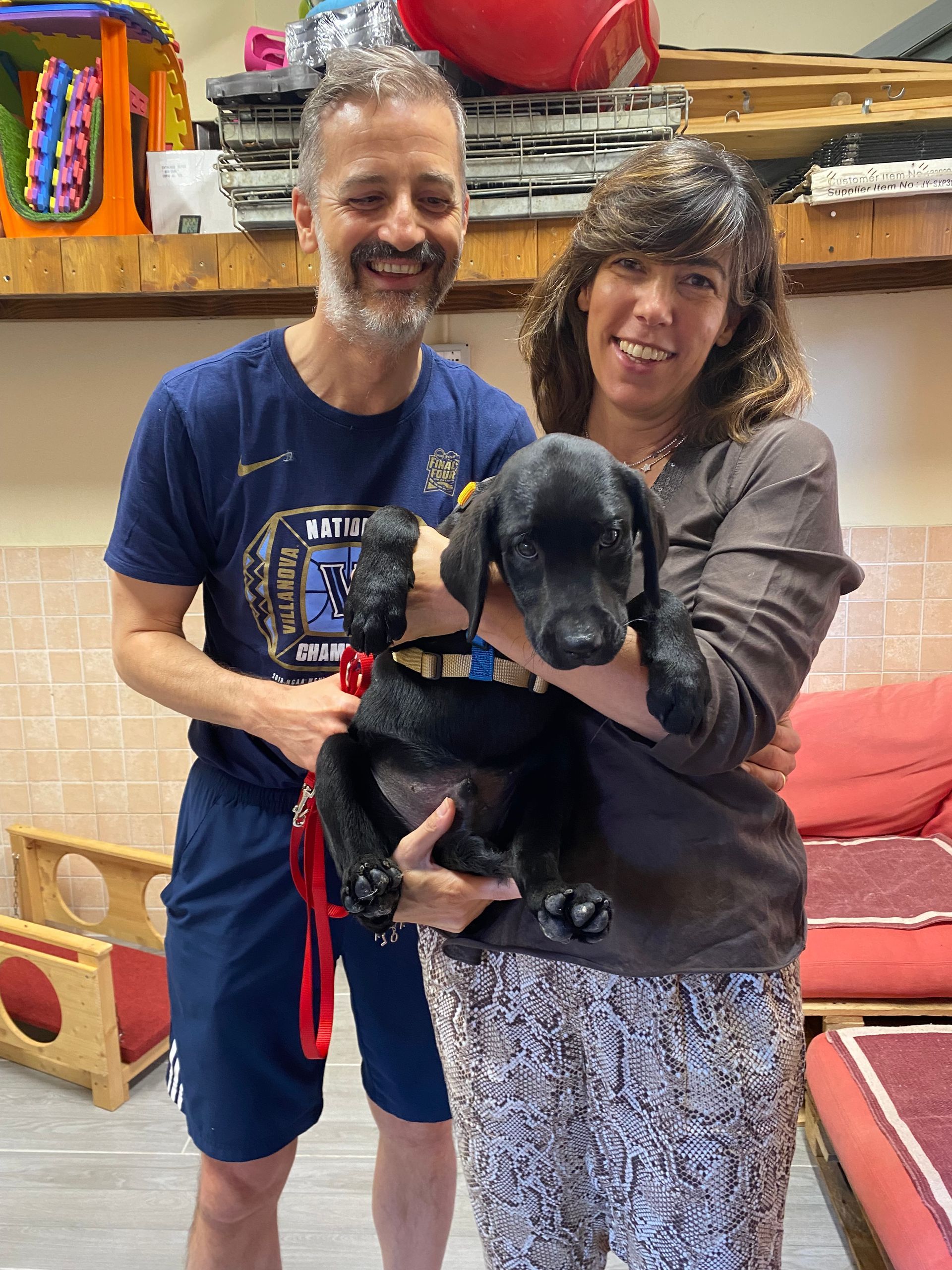 Allevamento Enci FCI Labrador in provincia di Pavia - I Labrador di Casa Paraporti - Consegna cuccioli