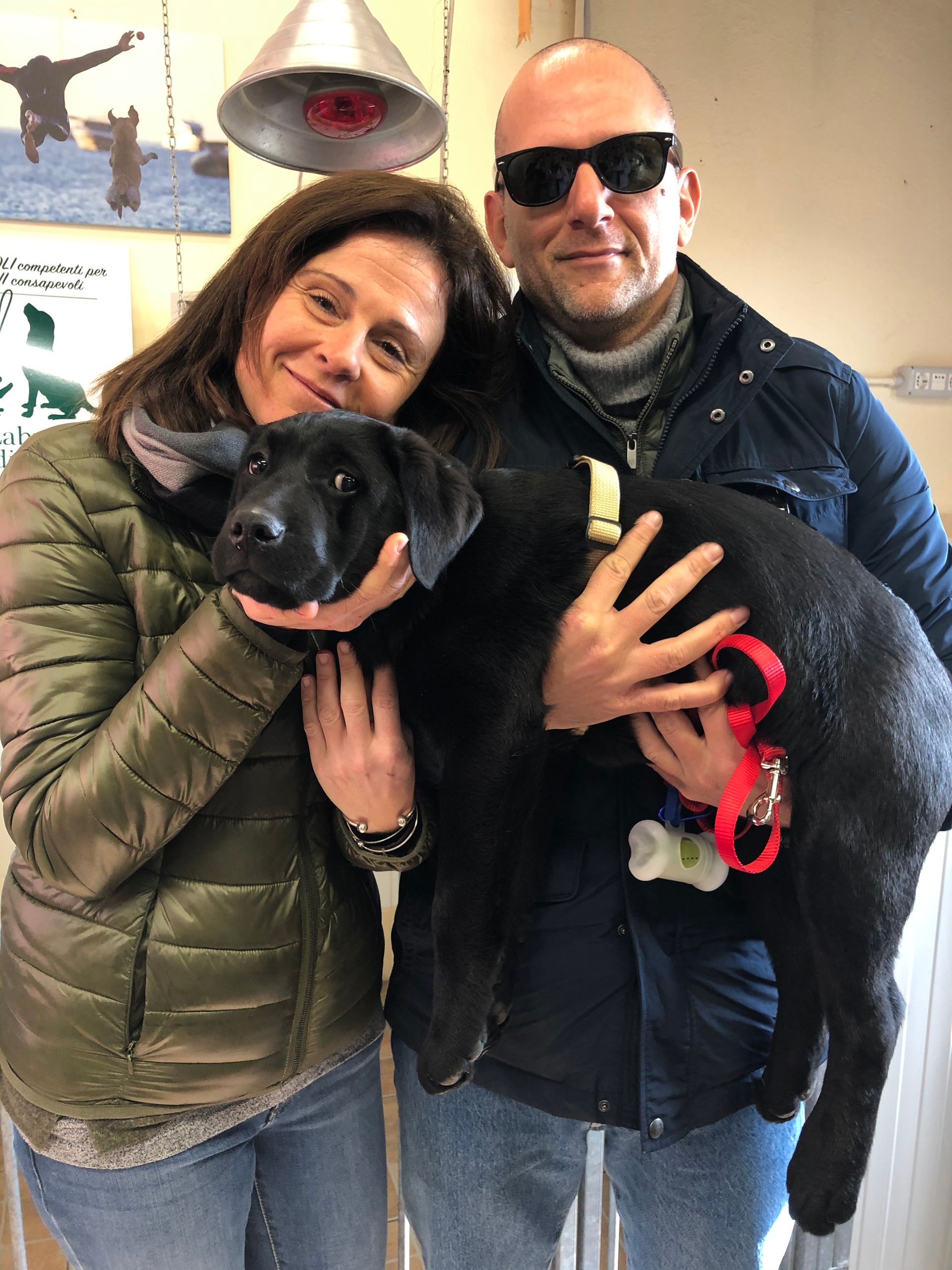 Allevamento Enci FCI Labrador in provincia di Pavia - I Labrador di Casa Paraporti - Consegna cuccioli