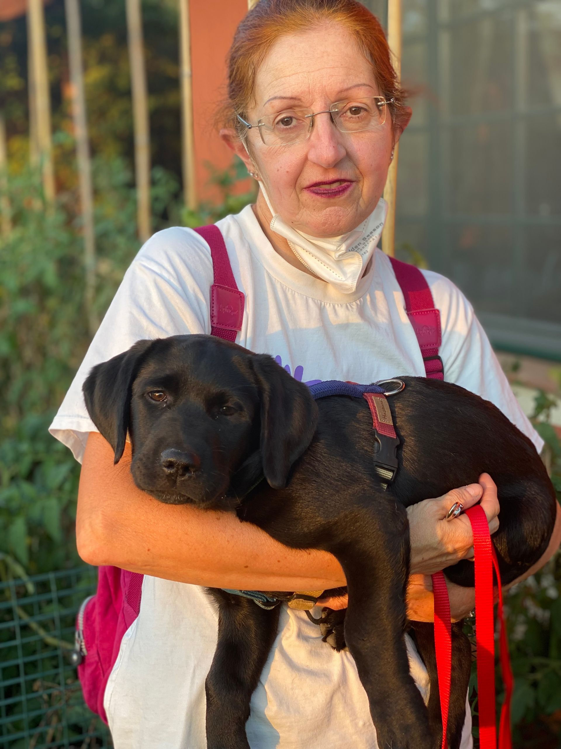 Allevamento Enci FCI Labrador in provincia di Pavia - I Labrador di Casa Paraporti - Consegna cuccioli
