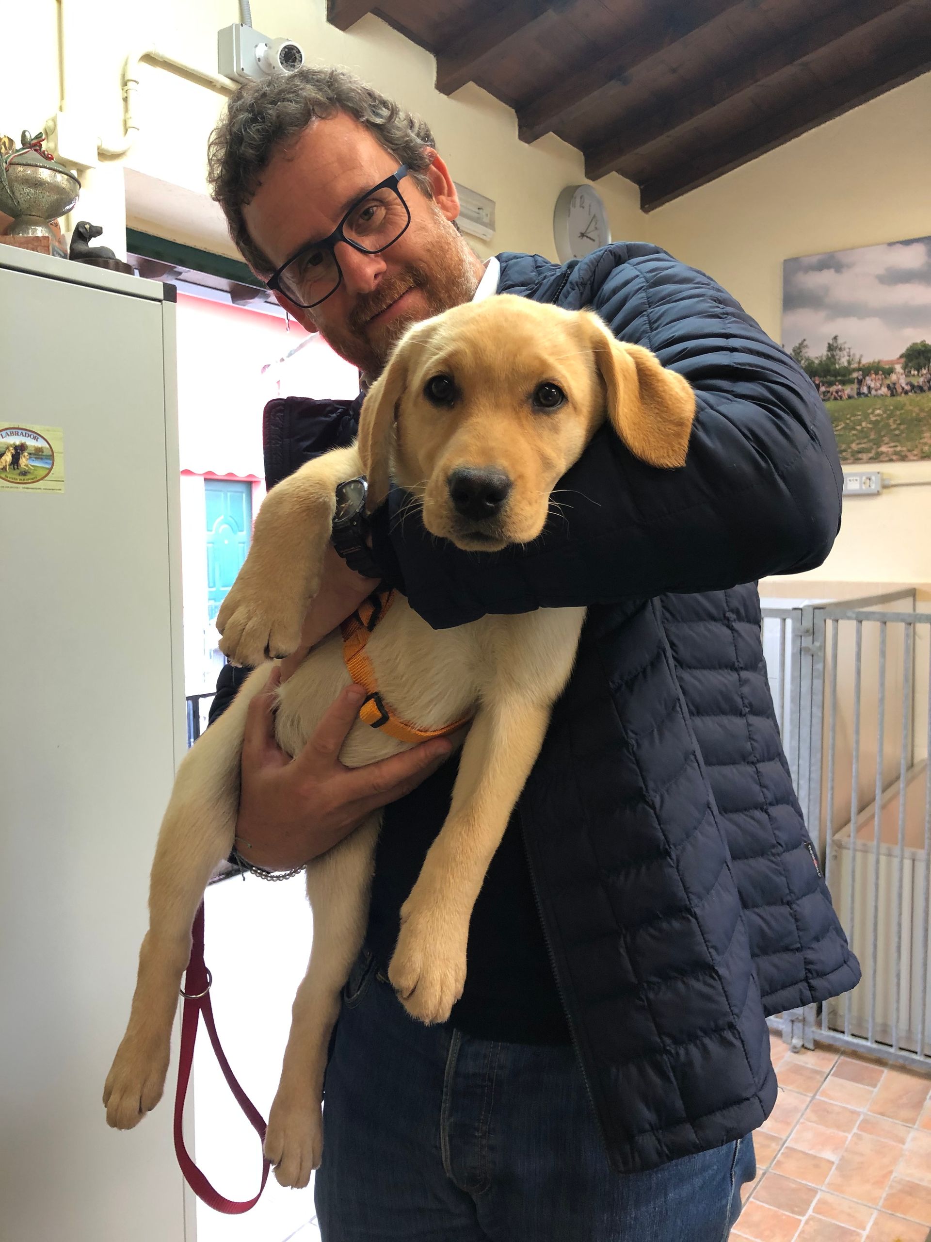 Allevamento Enci FCI Labrador in provincia di Pavia - I Labrador di Casa Paraporti - Consegna cuccioli