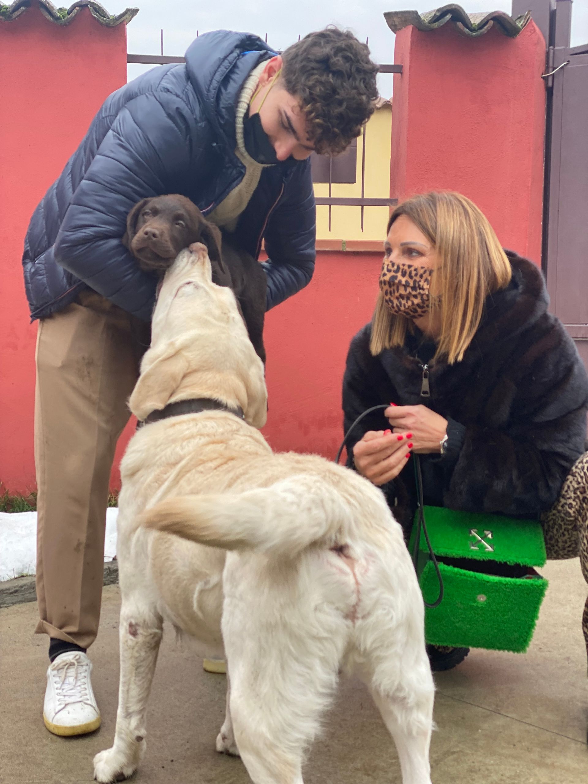 Allevamento Enci FCI Labrador in provincia di Pavia - I Labrador di Casa Paraporti - Consegna cuccioli